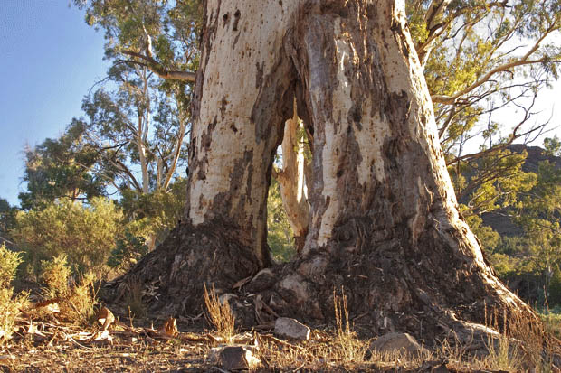 Magnificent River Red Gums