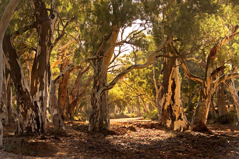 Magnificent Gums