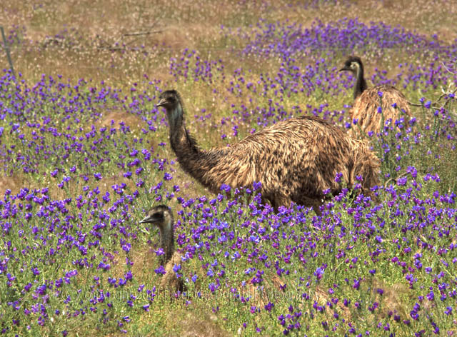 Emus in Spring Blooms
