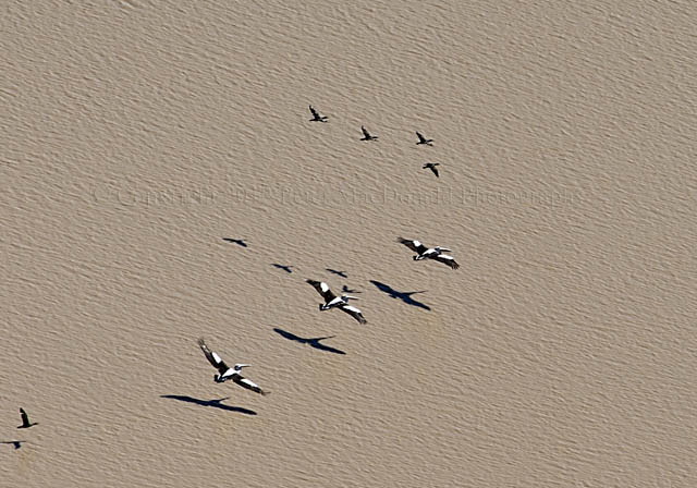 Pelicans – Low Flying Experts
