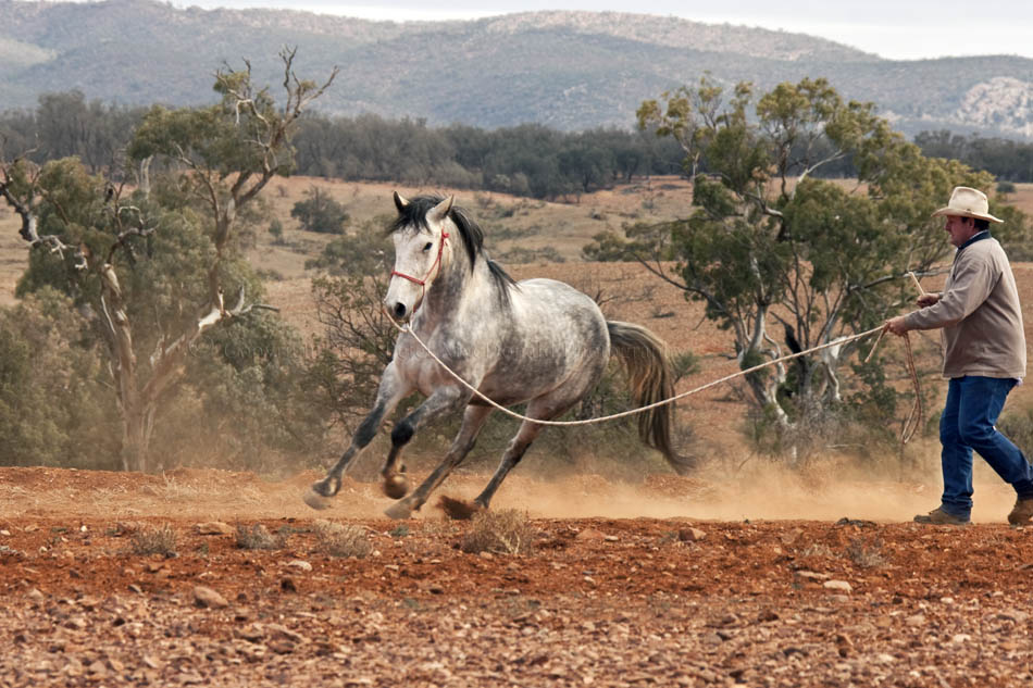 The Horse Trainer