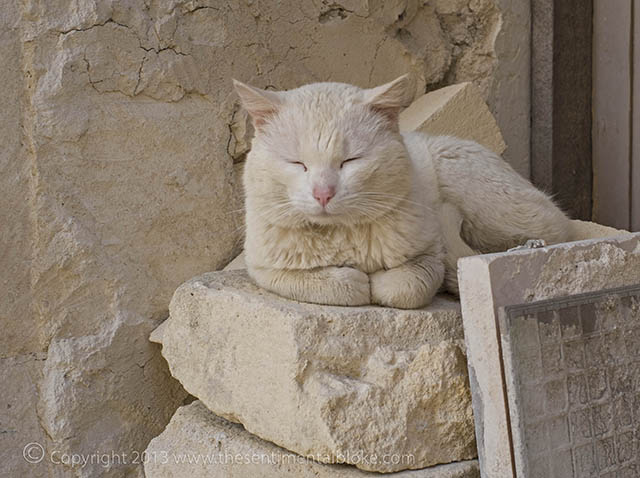 Stonemasons Cat