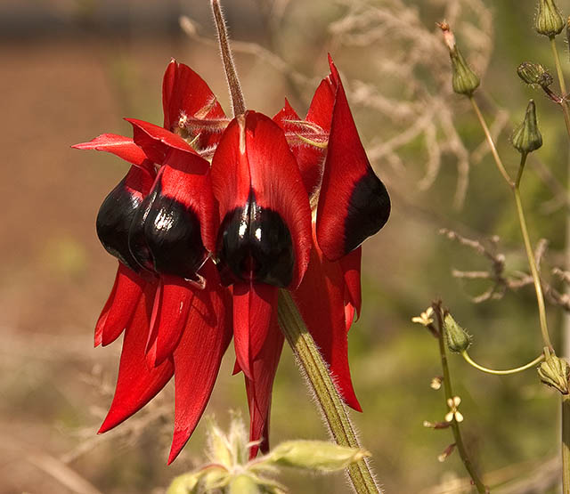 Sturt Desert Pea